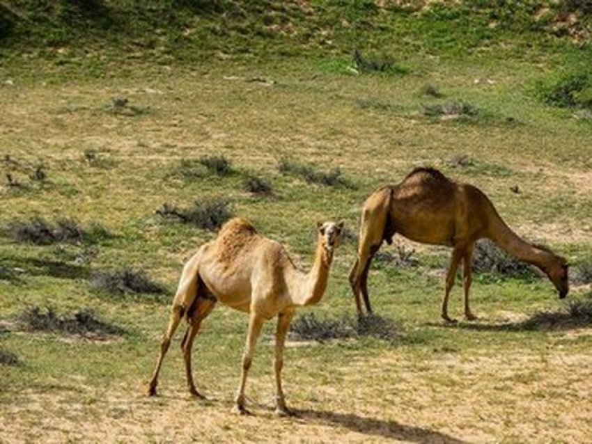 UAE, desert green after rains